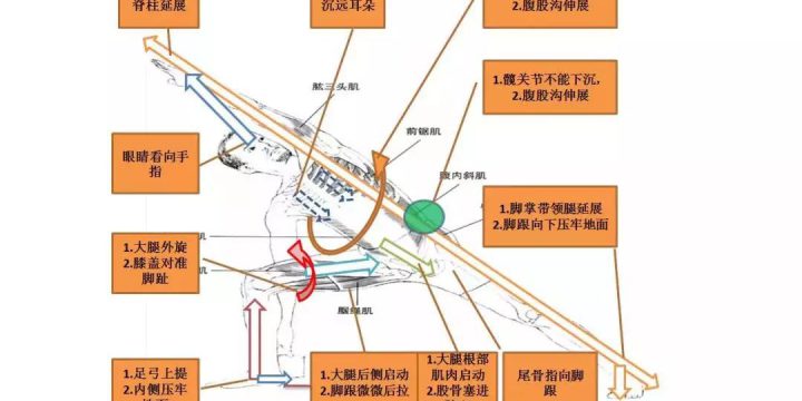 体位法教学~侧伸展式