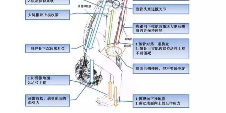 体位法教学~前屈