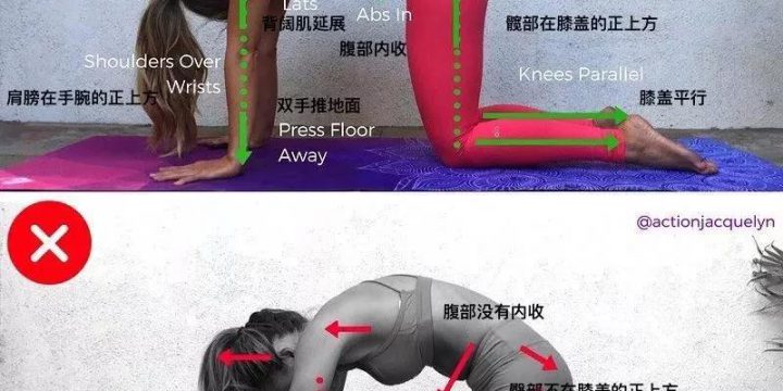 瑜伽体位法教学~猫式