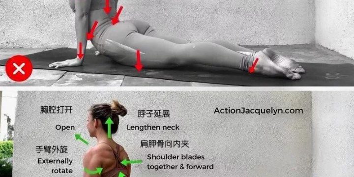 瑜伽体位教学~上犬式